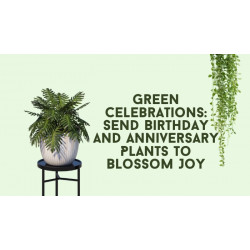 Green Celebrations: Send Birthday and Anniversary Plants to Blossom Joy
